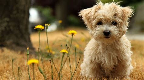 cute wallpapers for laptops.